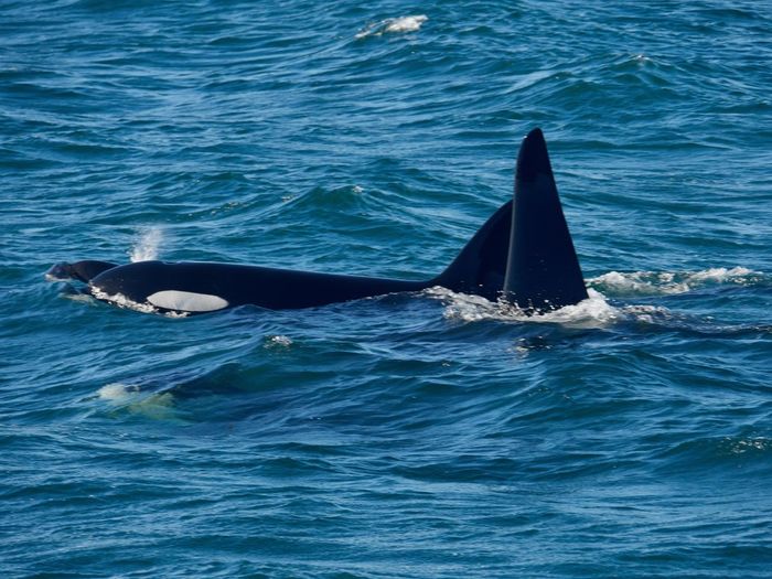 View of orcas swimming in sea