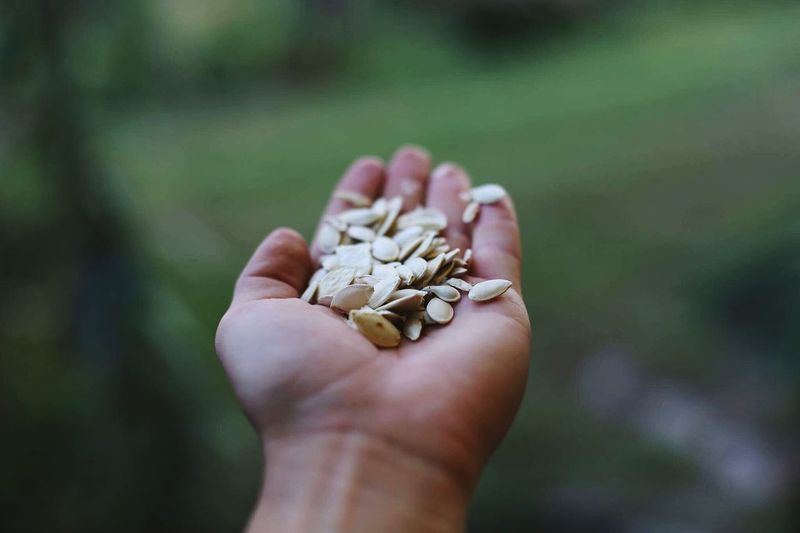 Cropped image of hand holding pumpkin seeds