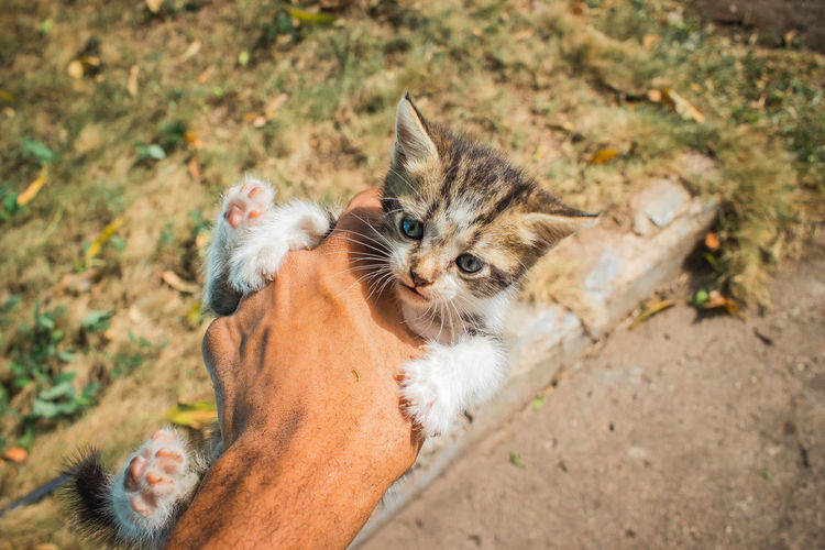 High angle view of kitten on hand