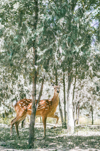 Side view of deer standing by trees in forest