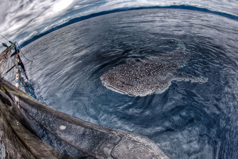 Whale shark swimming near water surface against cloudy sky
