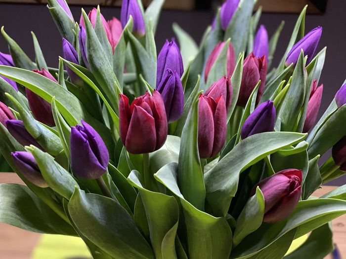 Close-up of purple tulips