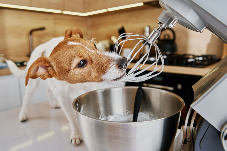 Dog lick electric kitchen mixer whisk