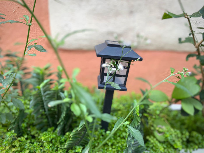 Close-up of camera phone against plants
