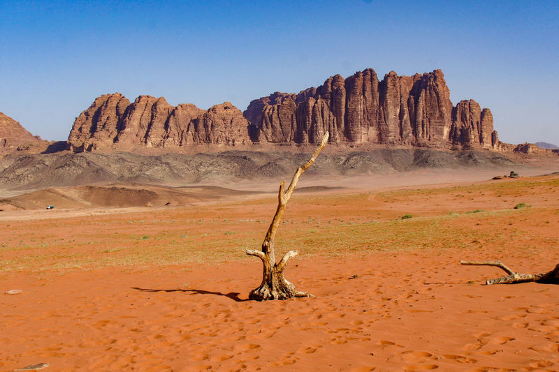 Dead tree on desert against sky