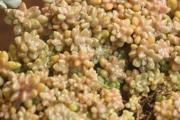 crop