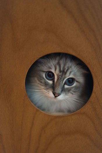 Close-up portrait of cat seen through hole