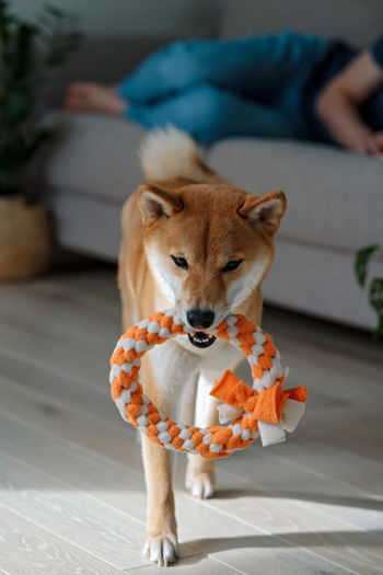 Happy dog shiba inu plays with a ring made by her owner. diy dog toys and pet care