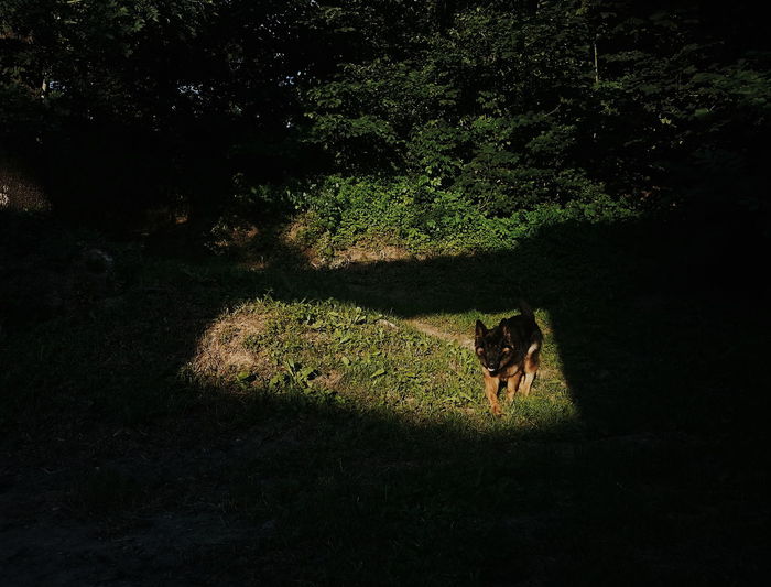 Dog in sunlight