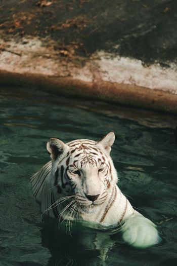 The white tiger in the zoo is waiting for the staff to feed.