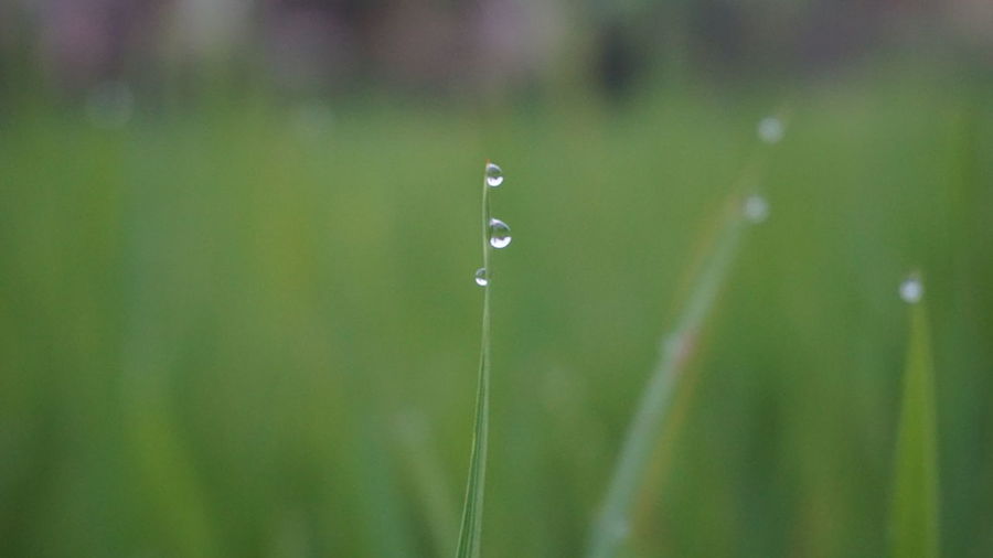 Close-up of water drops on plant against blurred background