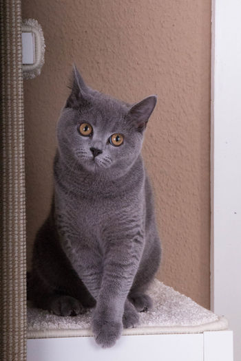 Portrait of a cat