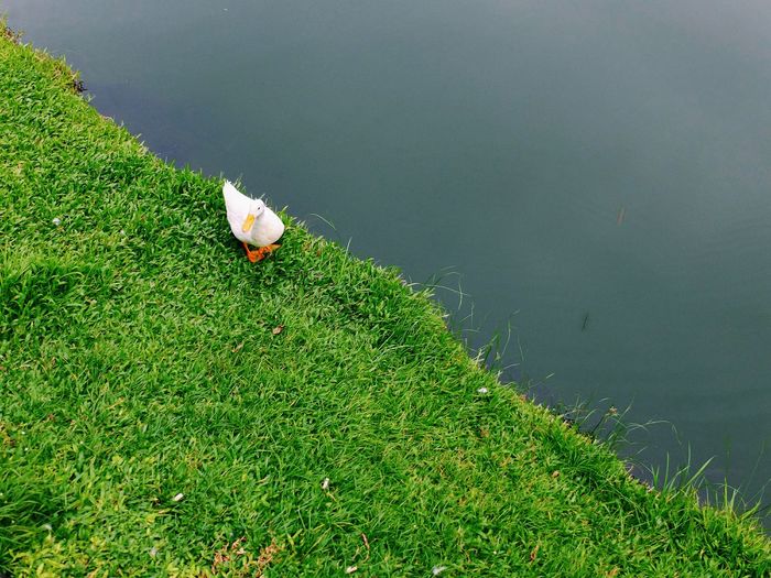High angle view of bird perching on grass by lake