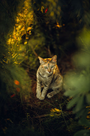 Portrait of a cat sitting on land