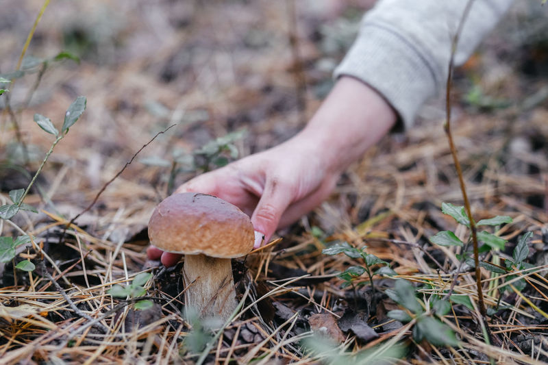Close-up of hand taking mushroom growing on field off