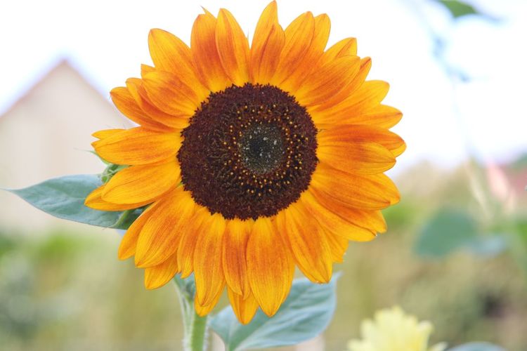 Close-up of sunflower