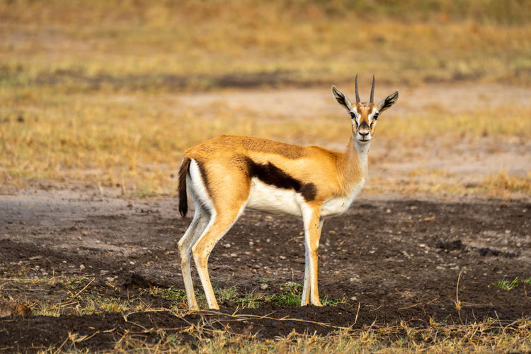 Male thomson gazelle stands looking at camera