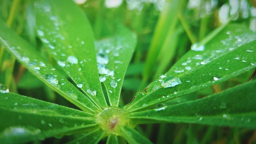 Close-up of raindrops on plants