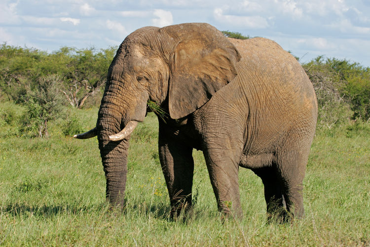 A large african bull elephant - loxodonta africana, hwange national park, zimbabwe