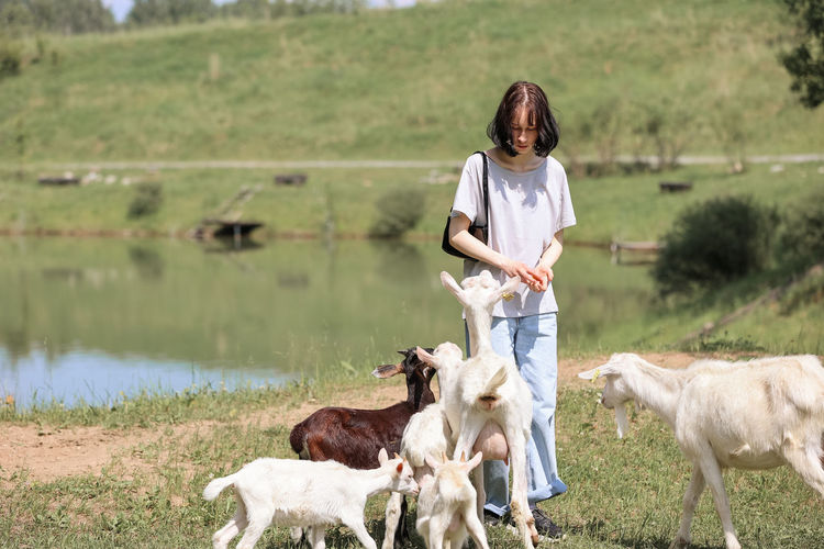Girl feeds and plays with goats on a farm