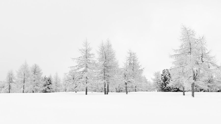 Trees on snow covered field against clear sky