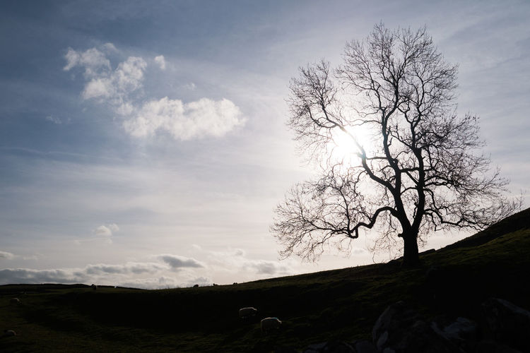 Silhouette tree against sky
