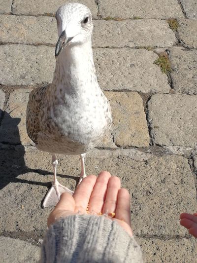 Low angle view of person on seagull