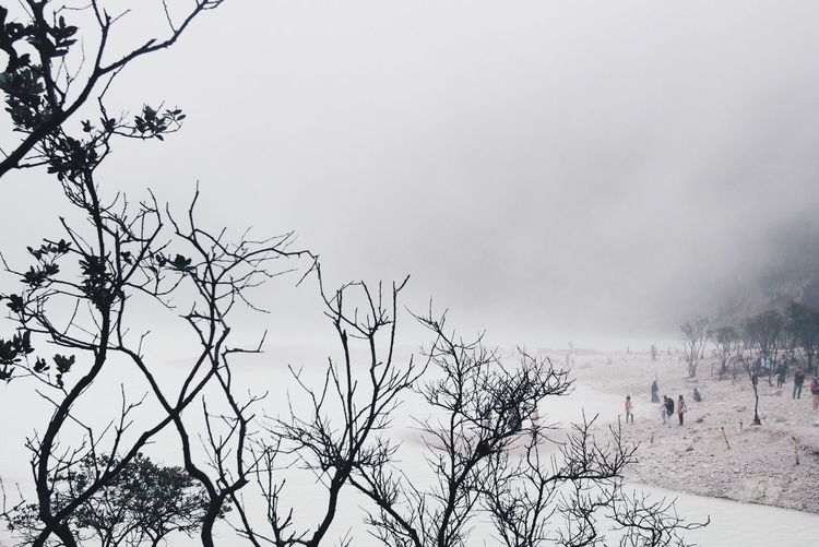 Bare trees against sky