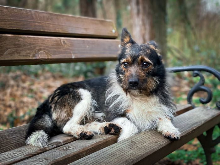 Portrait of smal brown dog sitting on a wooden bench in the park