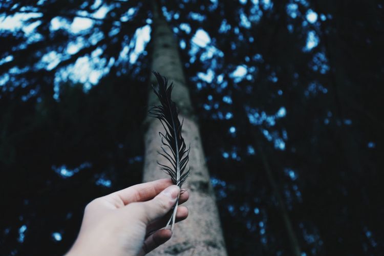 Cropped image of hand holding feather against trees
