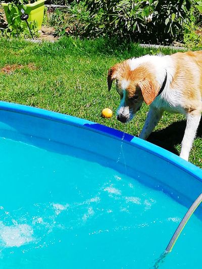 Dog drinking water in swimming pool
