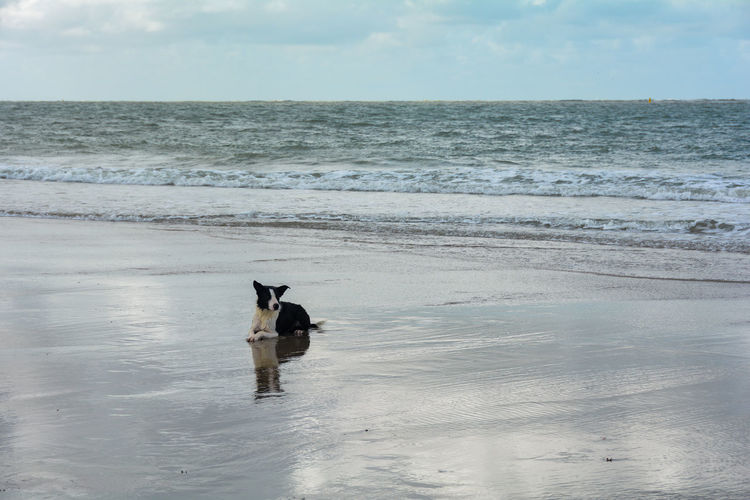 A dog on beach with the sea