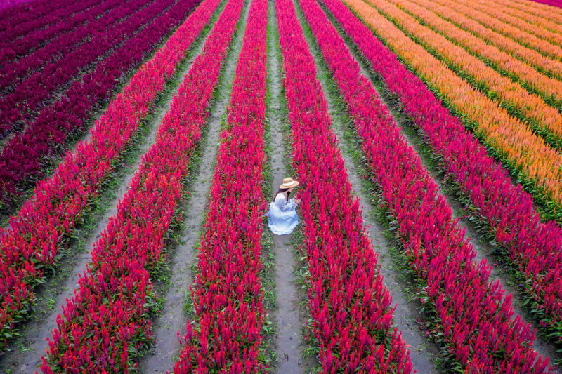 High angle view of woman crouching at flower field