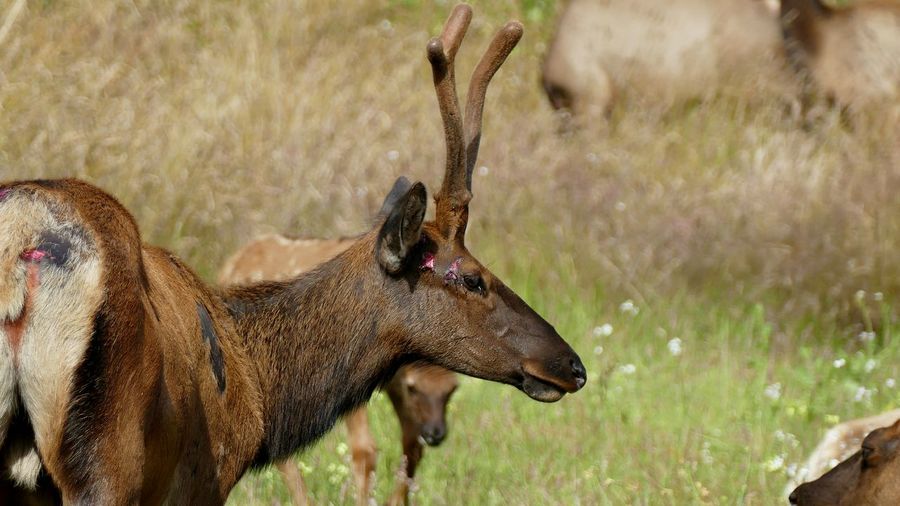 Injured elk on field