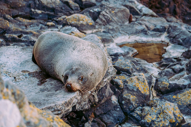View of seal on rock