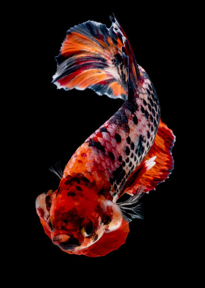 Close-up of fish swimming in sea