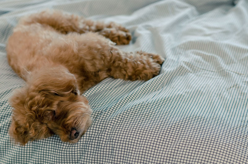 An adorable young brown poodle dog sleeping alone on the messy bed.