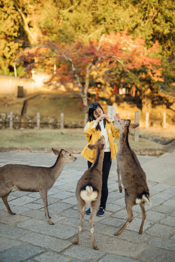 Full length portrait of young women feeding deers in nara park during autumn
