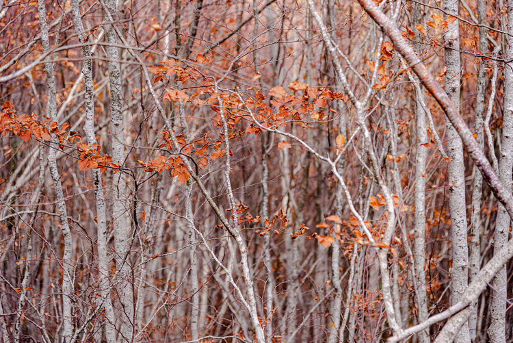Full frame shot of bare trees in forest during winter