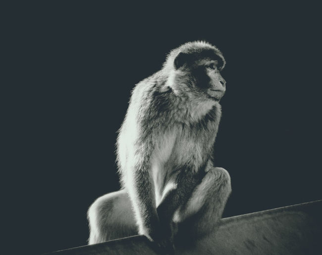Monkey looking away against black background