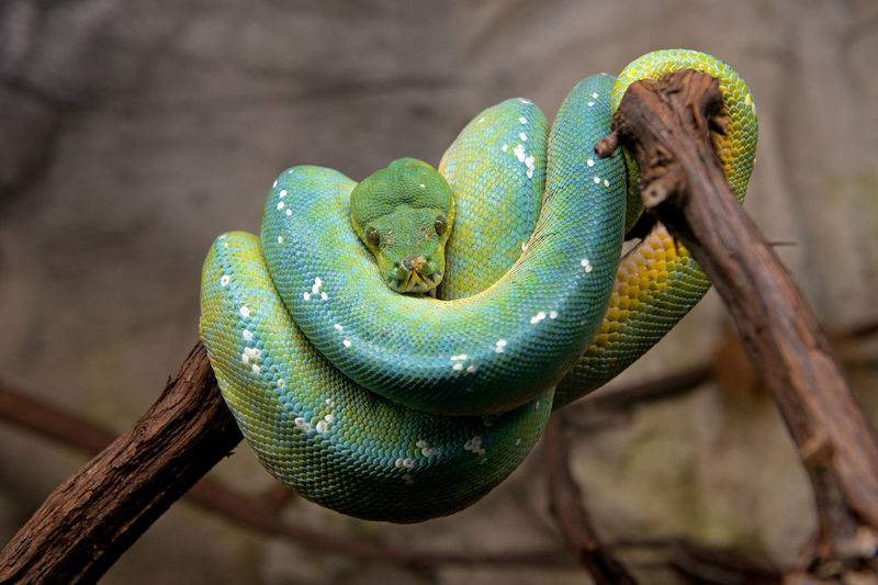 Close-up of green tree python on tree - morelia viridis