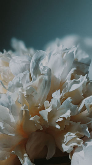 Close-up of white roses