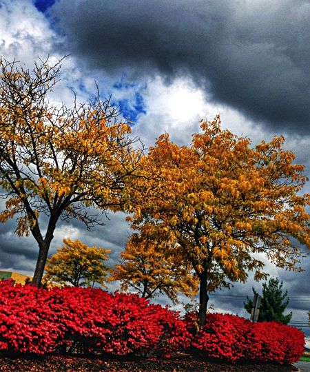 Scenic view of trees against cloudy sky