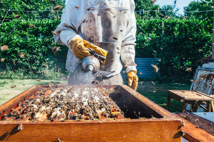 Man working with bees