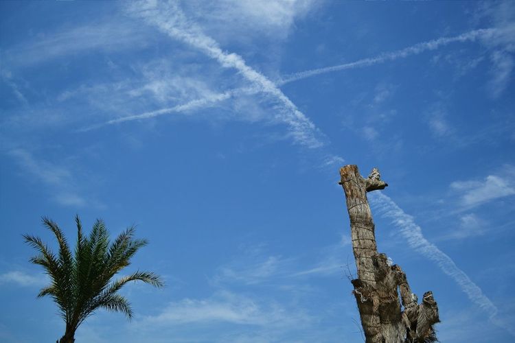 Low angle view of trees against blue sky