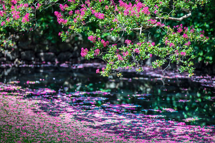 Pink flowers in lake