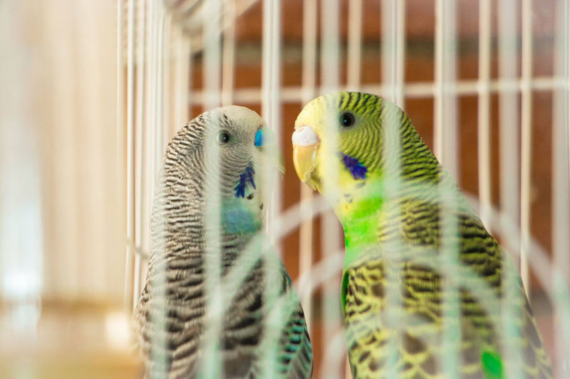 Close-up of parrots in cage