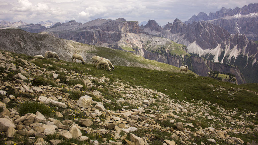 Scenic view of landscape and dolomites mountains against sky with sheeps