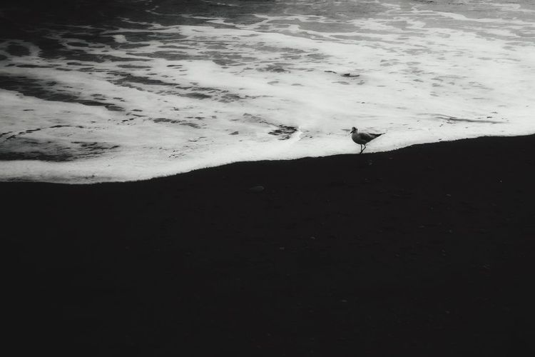 Swan on shore at beach