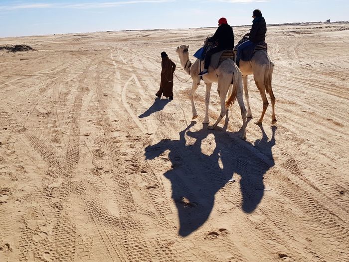 Camel ride in sahara dessert
